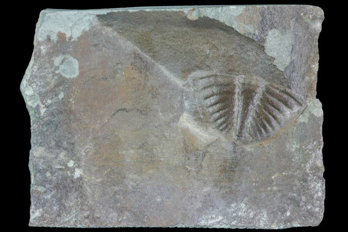 Ogyginus Trilobite Tail - Classic British Trilobite #75916